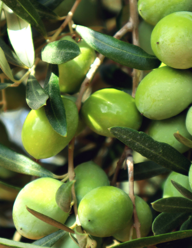 Azienda Bucaria olive