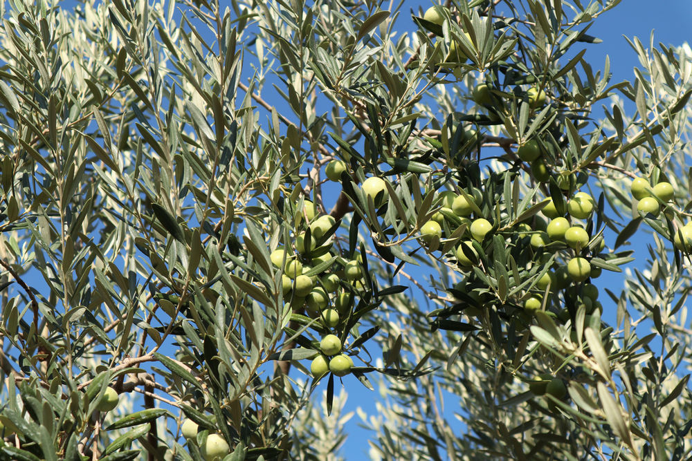 Olio di Olive Valli Trapanesi D.O.P. Bucaria Salvatore